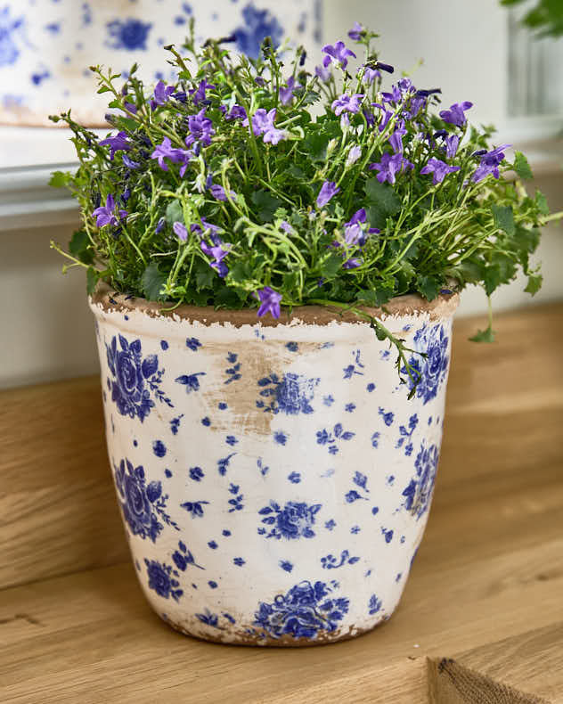 China Rose Planter - Image 4