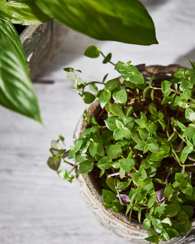 Daintree Small Plant Pot - Image 3