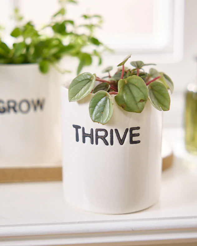 Grow, Thrive & Flourish Ceramic Herb Pots - Image 3