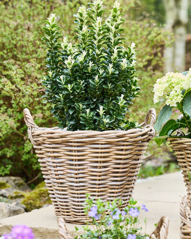 Lined Wicker Planter Baskets with Handles - Image 7