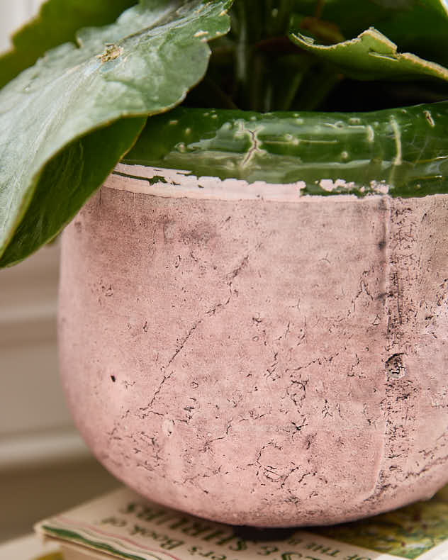 Round Terracotta Planters - Image 3