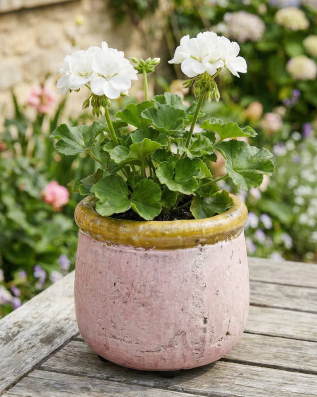 Round Terracotta Planters - Image 4