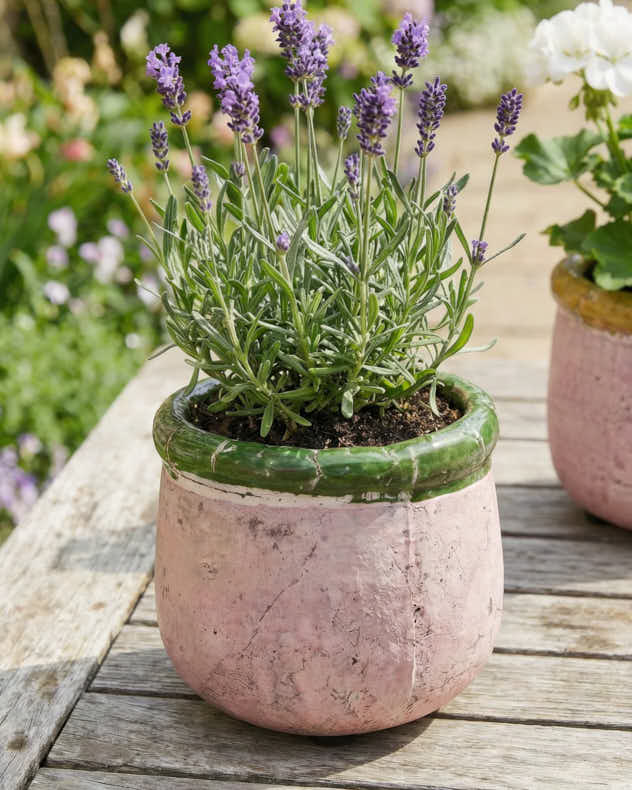 Round Terracotta Planters - Image 5