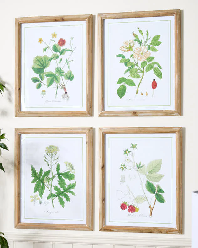 Set of 4 Framed Botanical Art Prints