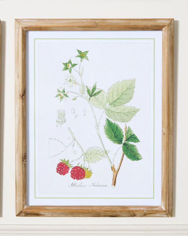 Set of 4 Framed Botanical Art Prints - Image 2