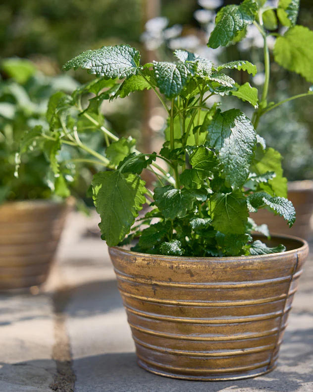 Sinda Set of 3 Ribbed Planters - Image 3