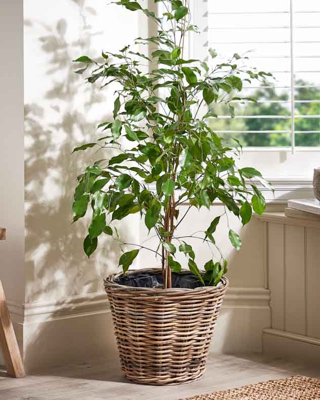Rattan Planter Basket with Lining - Image 4