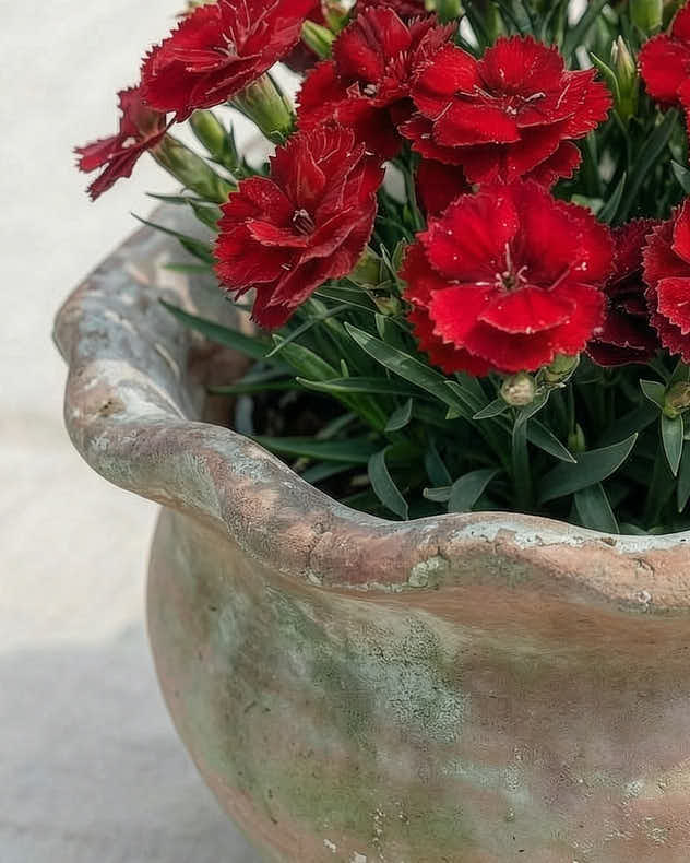 Terracotta Pie Crust Planters - Image 2