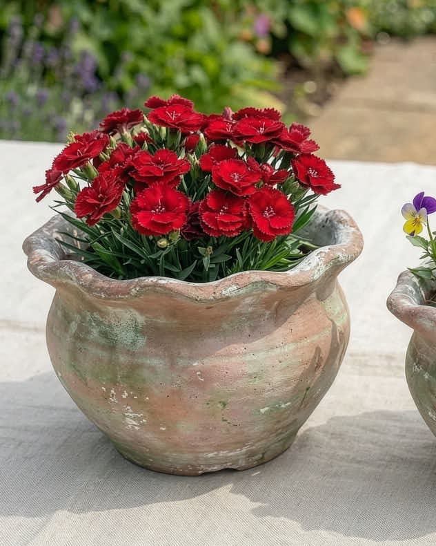 Terracotta Pie Crust Planters - Image 4