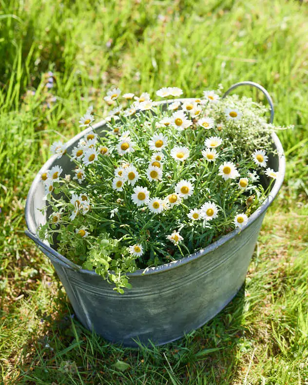 Traditional Metal Planter Tub with Handles - Image 3