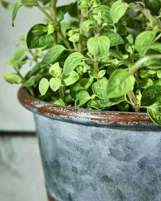 Vintage Effect Planter with Handle - Image 3
